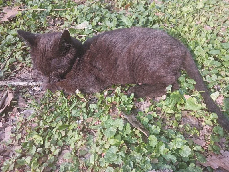 An adult medium-sized male Black Domestic Short Hair cat named Carlos for adoption in Cromwell, KY