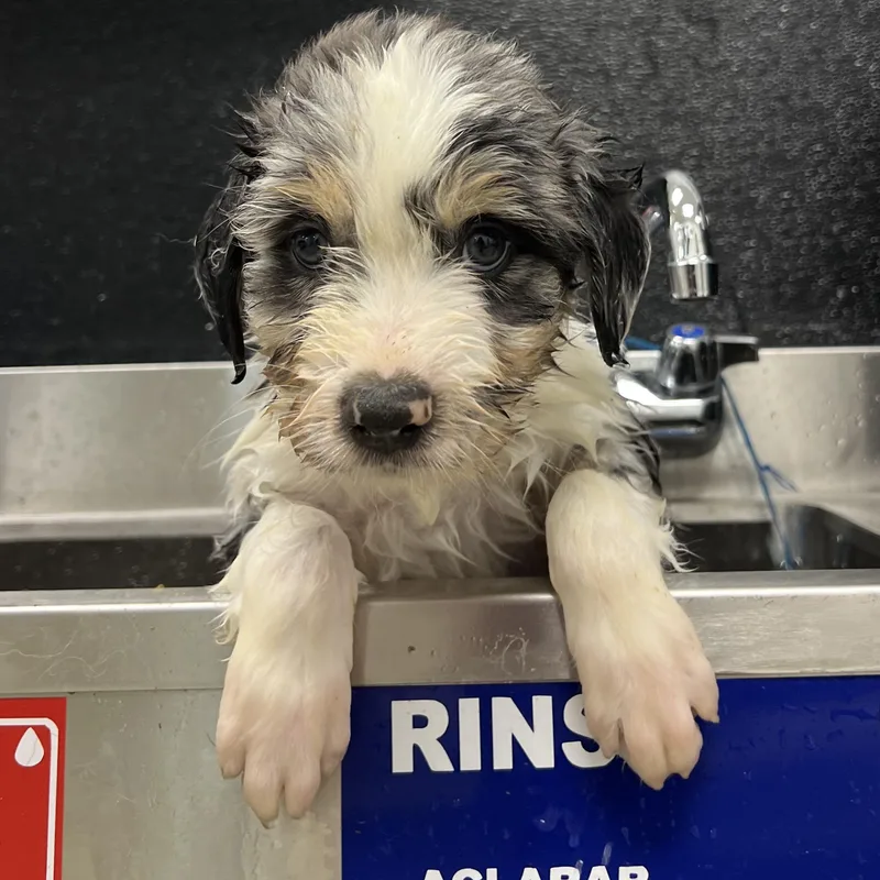 A baby large-sized male White / Cream Australian Shepherd dog named Marley for adoption in Fort Collins, CO