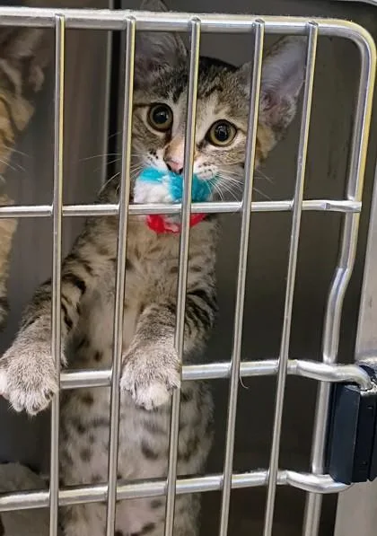 A young small-sized female Domestic Short Hair cat named Meowthra for adoption in Beatrice, NE
