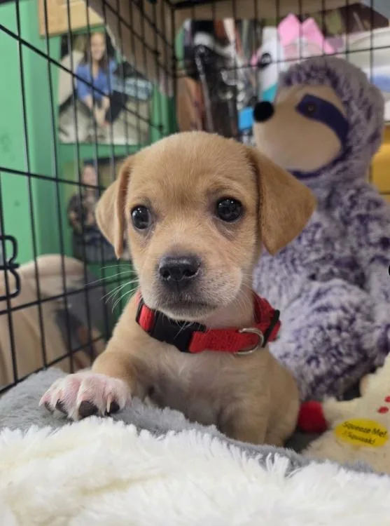 A baby small-sized male Yellow / Tan / Blond / Fawn Chihuahua dog named Forrest for adoption in Chicago, IL