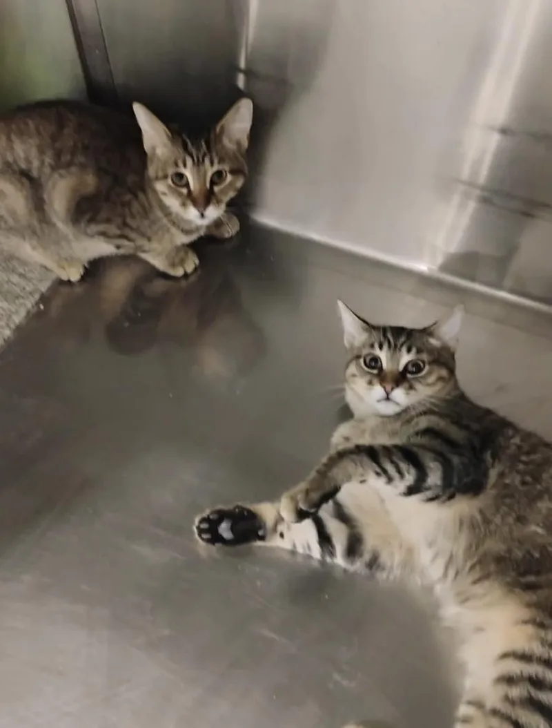 Phoenix And Arizona Bonded