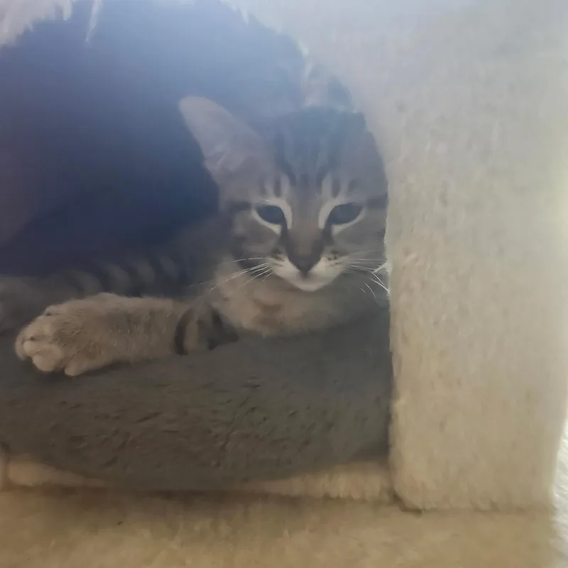 Phoenix And Arizona Bonded thumbnail 2