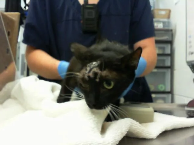 An adult medium-sized female Domestic Short Hair cat named Mars for adoption in Albuquerque, NM