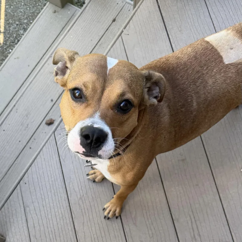 A young medium-sized female Beagle dog named Cora for adoption in Oxford, MI