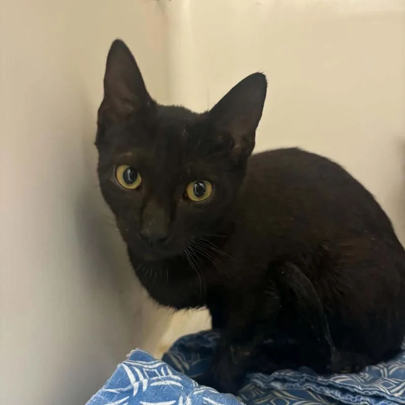 A baby small-sized male Black Domestic Short Hair cat named Menace for adoption in Rocky Mount, VA