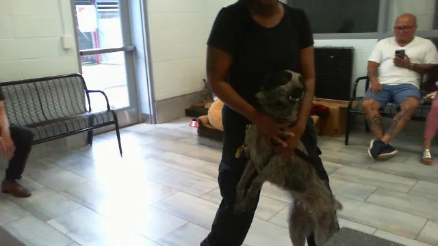A young medium-sized female Australian Cattle Dog / Blue Heeler dog named Benita for adoption in Charlotte, NC