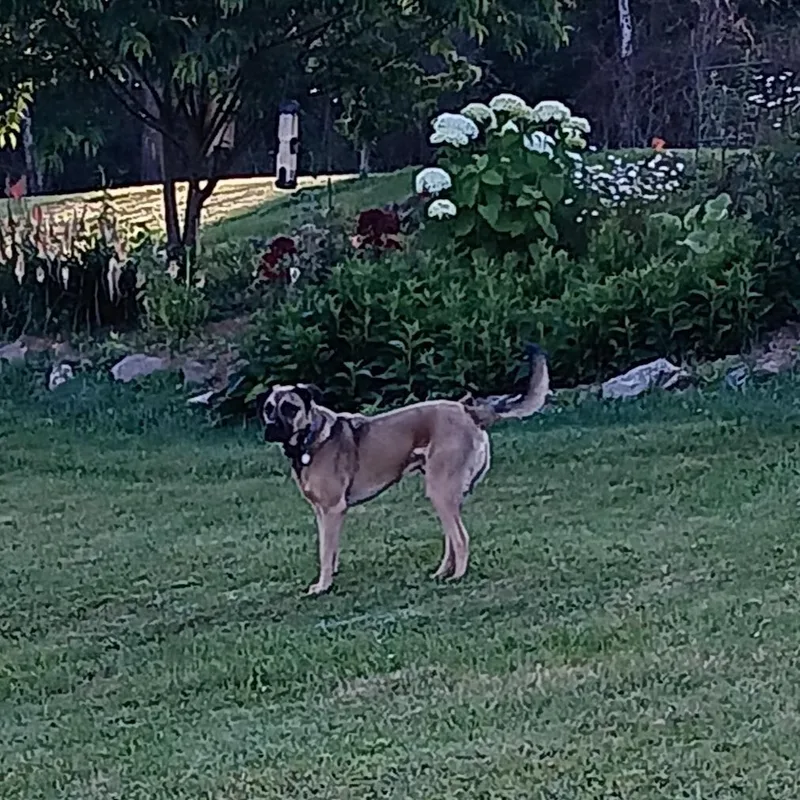 An adult large-sized male Mixed Breed dog named Jack for adoption in Waynesville, NC