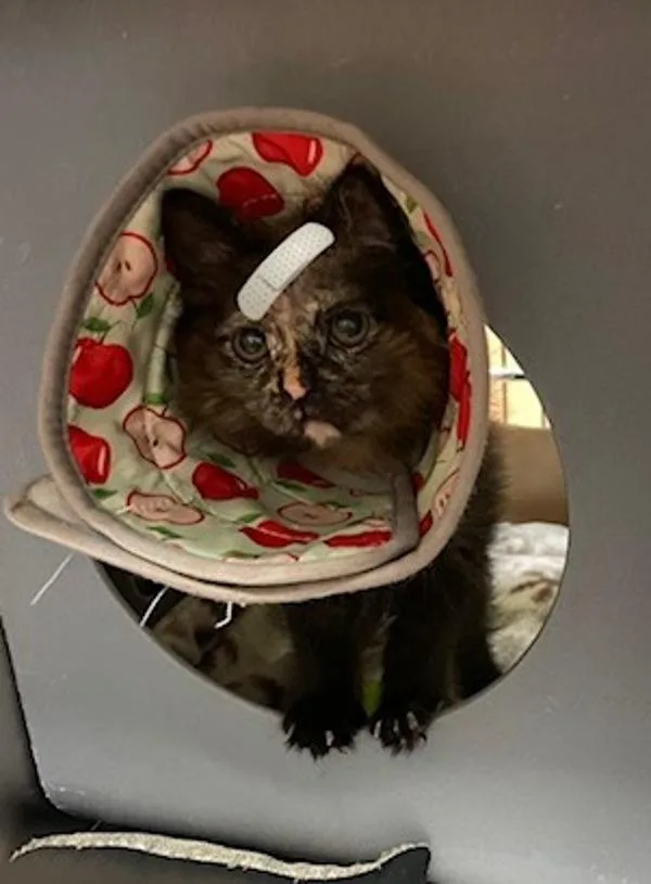 A baby small-sized female Domestic Short Hair cat named Butters for adoption in Vancouver, WA
