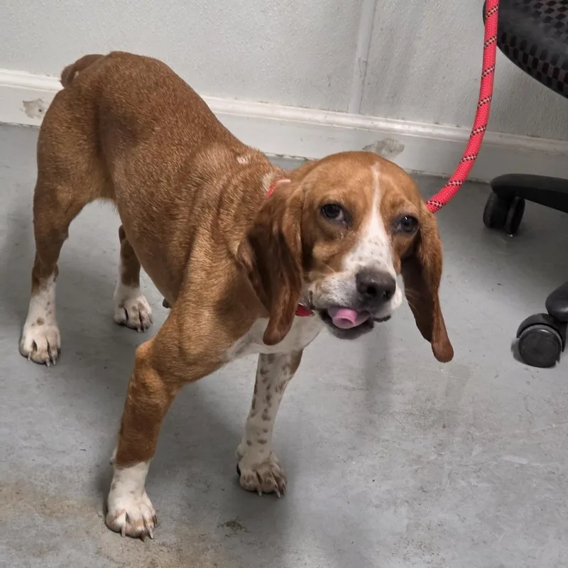 An adult small-sized female Red / Chestnut / Orange Mixed Breed dog named Daphane for adoption in Troy, IL