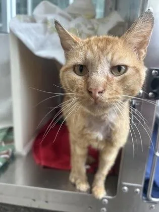 An adult medium-sized male Domestic Short Hair cat named Taco for adoption in Westland, MI