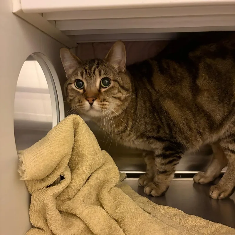 An adult large-sized male Brown / Chocolate Domestic Short Hair cat named Rodrick for adoption in Council Bluffs, IA