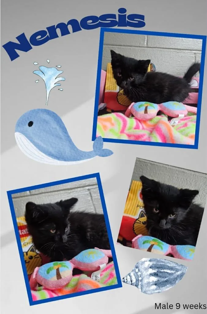A baby large-sized male Domestic Medium Hair cat named Nemesis for adoption in Blountville, TN