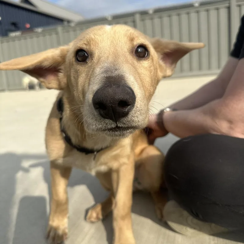 A baby small-sized male Yellow / Tan / Blond / Fawn Mixed Breed dog named Ares for adoption in Matteson, IL