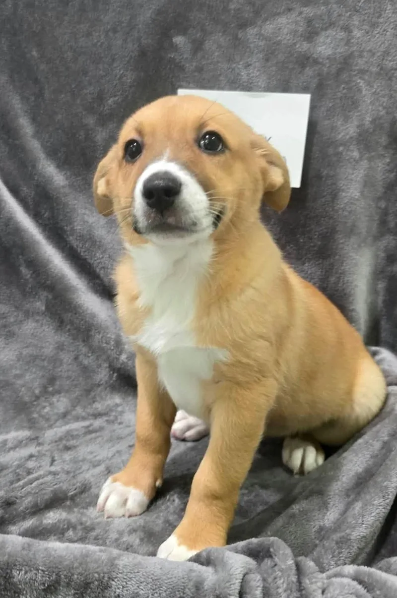 A baby medium-sized female Mixed Breed dog named Berrybux for adoption in Othello, WA