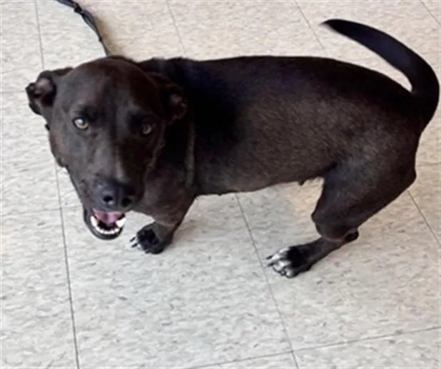 An adult medium-sized female Basset Hound dog named Dolly A for adoption in Plano, TX