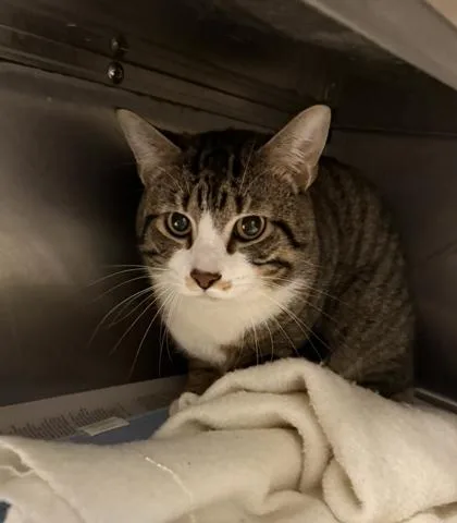 An adult large-sized male Domestic Short Hair cat named Fisher for adoption in West Chester, PA