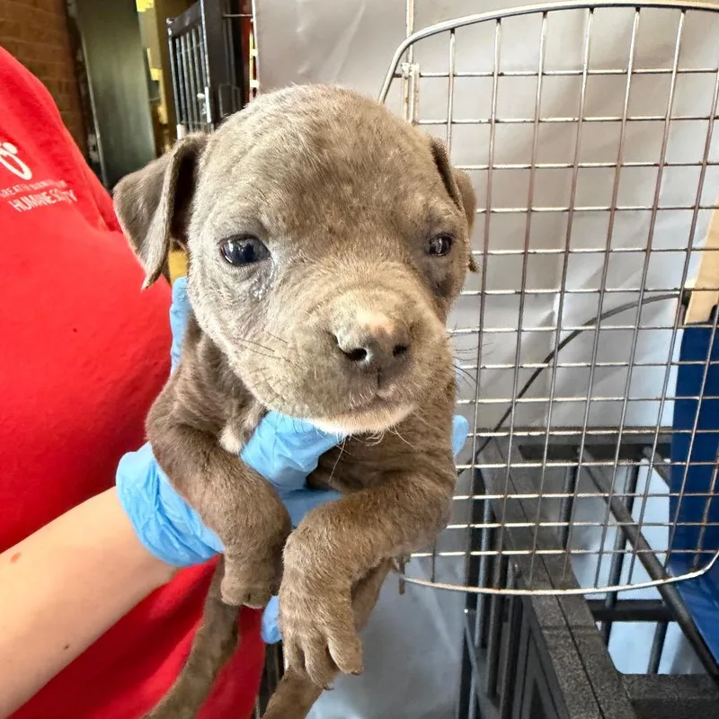 A baby small-sized female Gray / Blue / Silver Pit Bull Terrier dog named Bella for adoption in Birmingham, AL