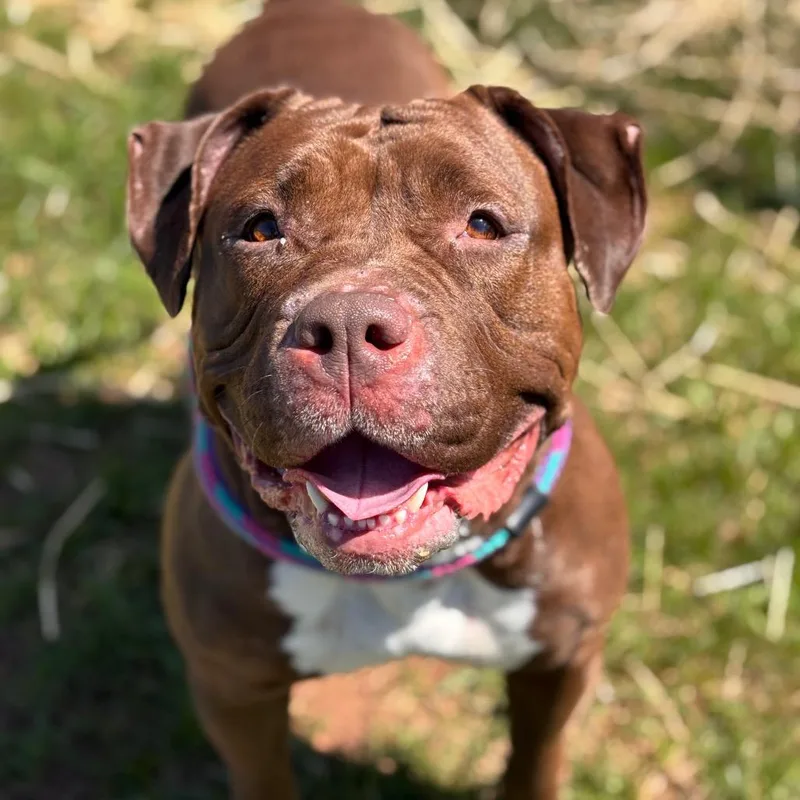 An adult medium-sized female Brown / Chocolate Bull Terrier dog named Karen Michelle for adoption in York, PA