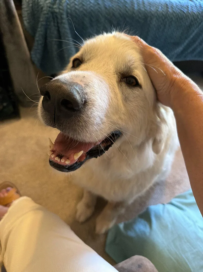 An adult large-sized female Great Pyrenees dog named Millie for adoption in Garland, TX