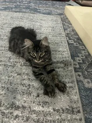 Figaro