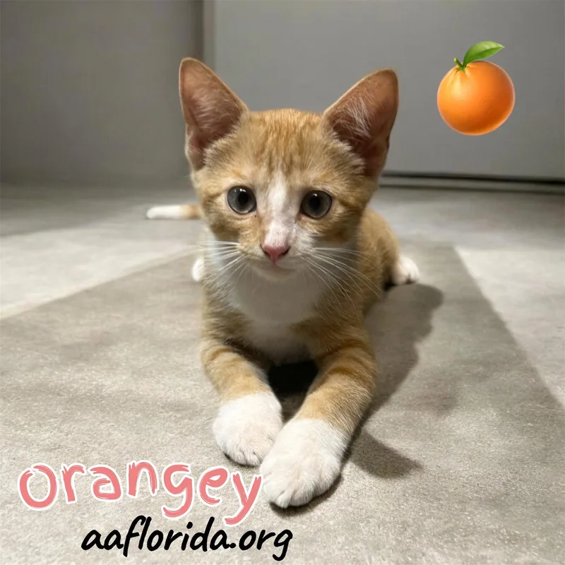 Orangey thumbnail 2