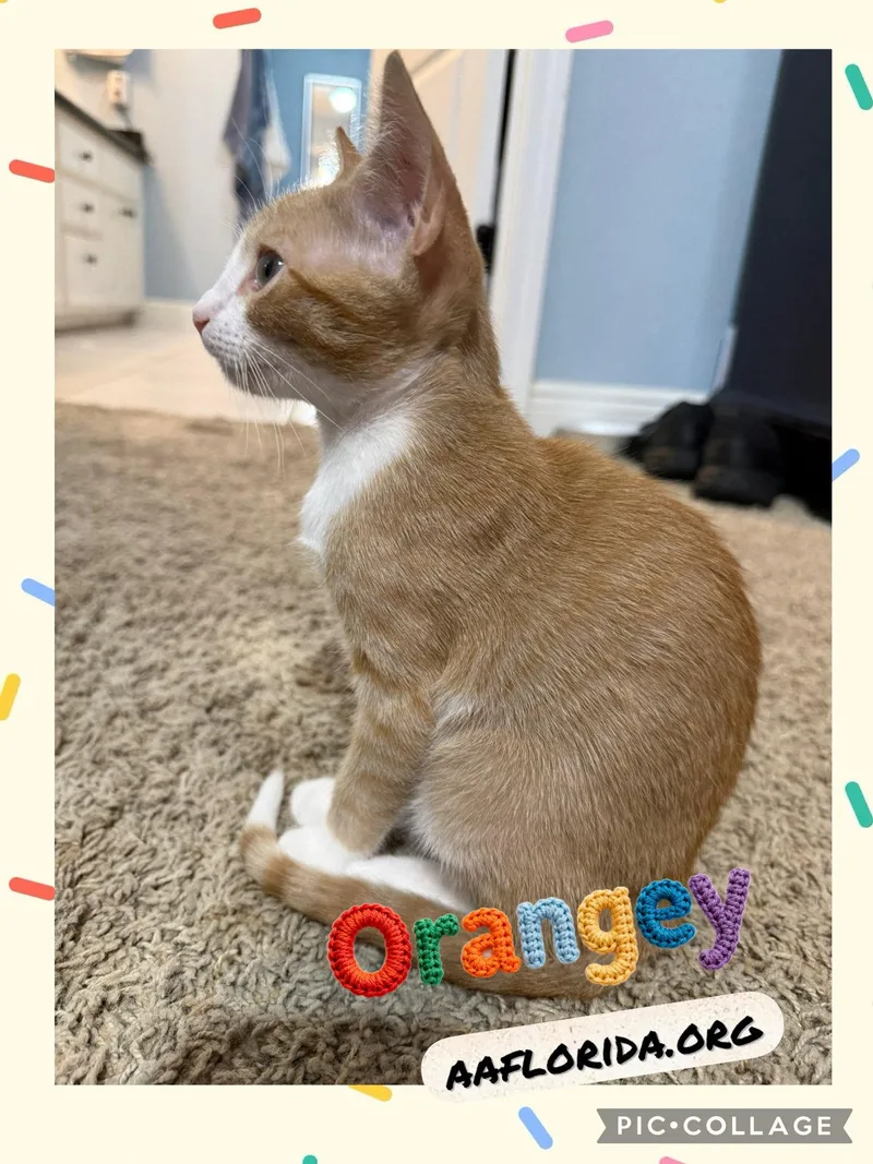 Orangey thumbnail 3