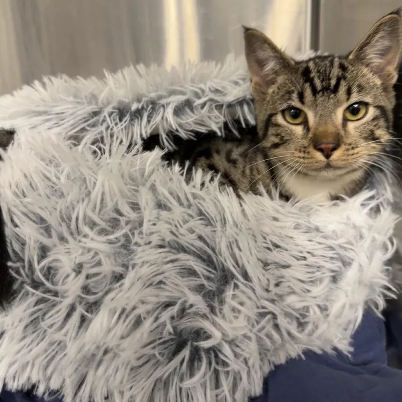 A baby medium-sized male Brown / Chocolate Domestic Short Hair cat named Monster for adoption in Tulsa, OK