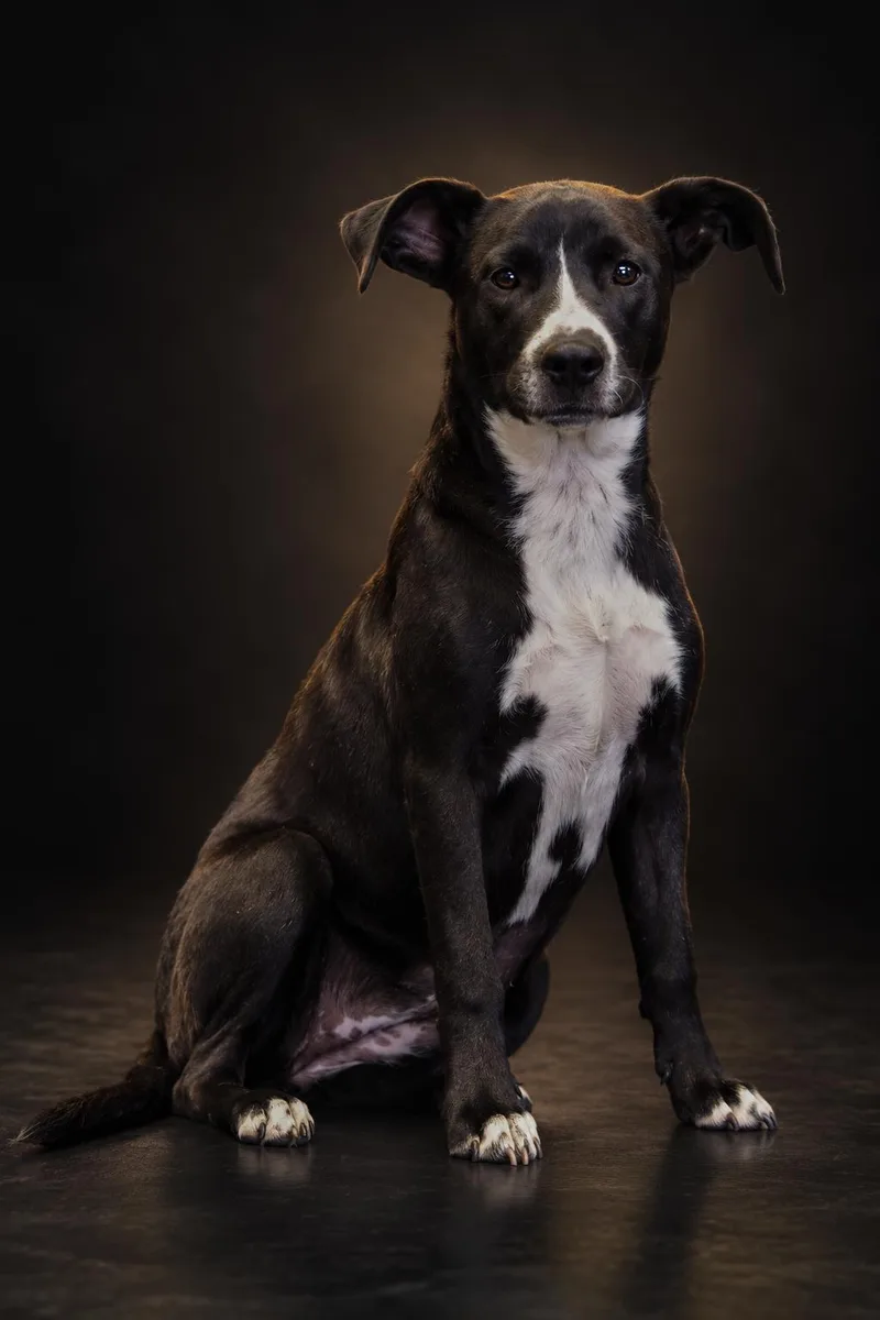 A young medium-sized female Black Labrador Retriever dog named Mellon for adoption in Manhattan, MT