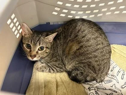 A young medium-sized female Brown / Chocolate Domestic Short Hair cat named James Baldwin for adoption in Kansas City, MO