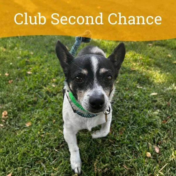 An adult small-sized female Chihuahua dog named Suerte for adoption in Dublin, CA