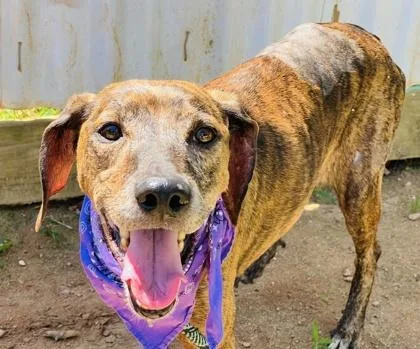 A young medium-sized female Plott Hound dog named Petunia $ for adoption in Seneca, SC