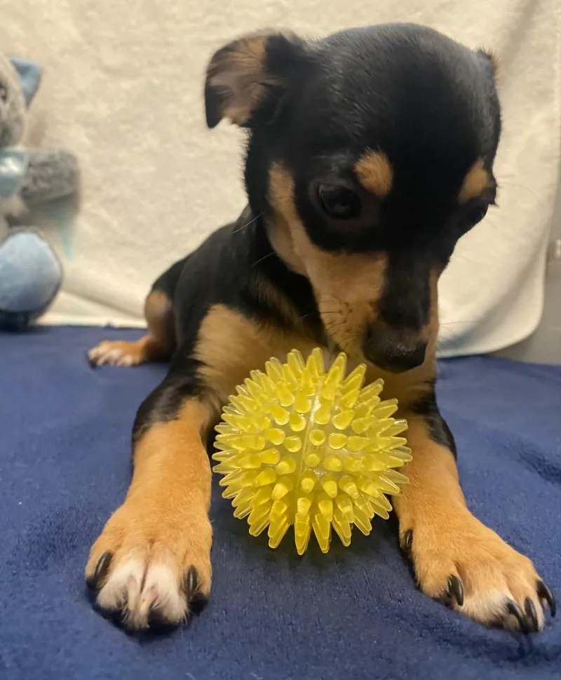 A baby small-sized male Chihuahua dog named Jameson for adoption in Fall River, MA