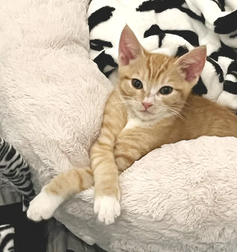 A baby medium-sized male Tabby cat named Leo for adoption in Alameda, CA