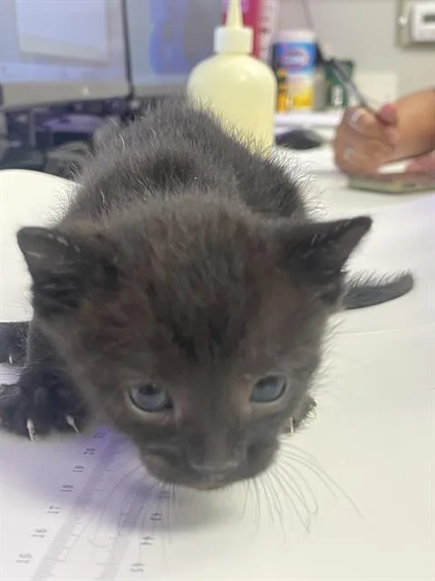 A baby small-sized male Domestic Short Hair cat named Mickey for adoption in Rosenberg, TX