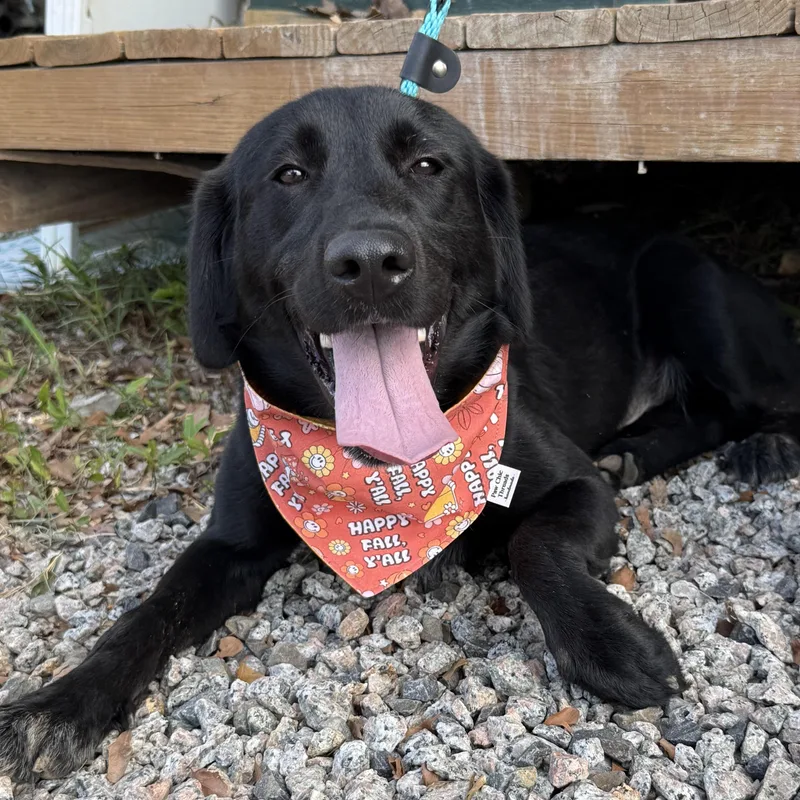 A young large-sized female Black Labrador Retriever dog named June for adoption in Columbia, SC