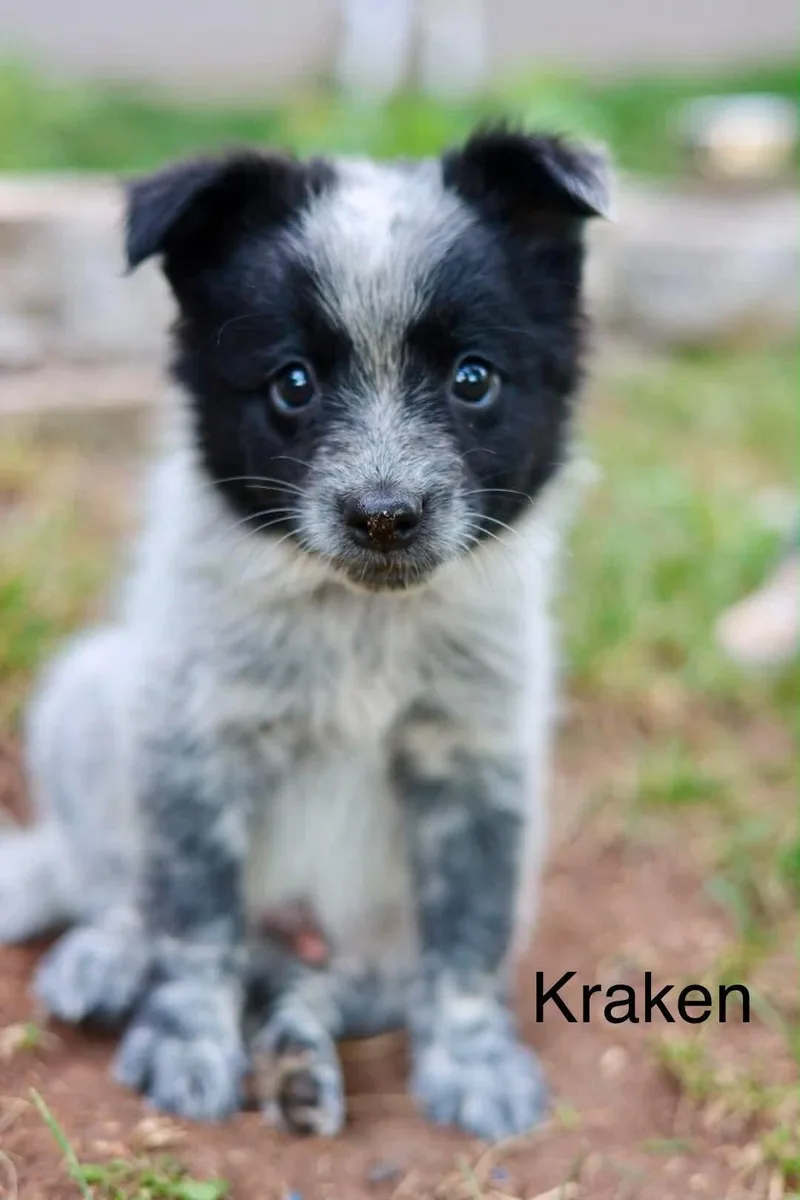 A baby medium-sized male Australian Cattle Dog / Blue Heeler dog named Kraken for adoption in Duluth, MN