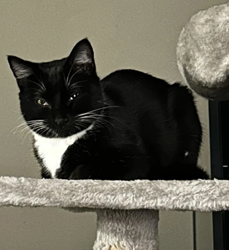 A young small-sized male Black & White / Tuxedo Domestic Short Hair cat named Buttons for adoption in Silverton, OR