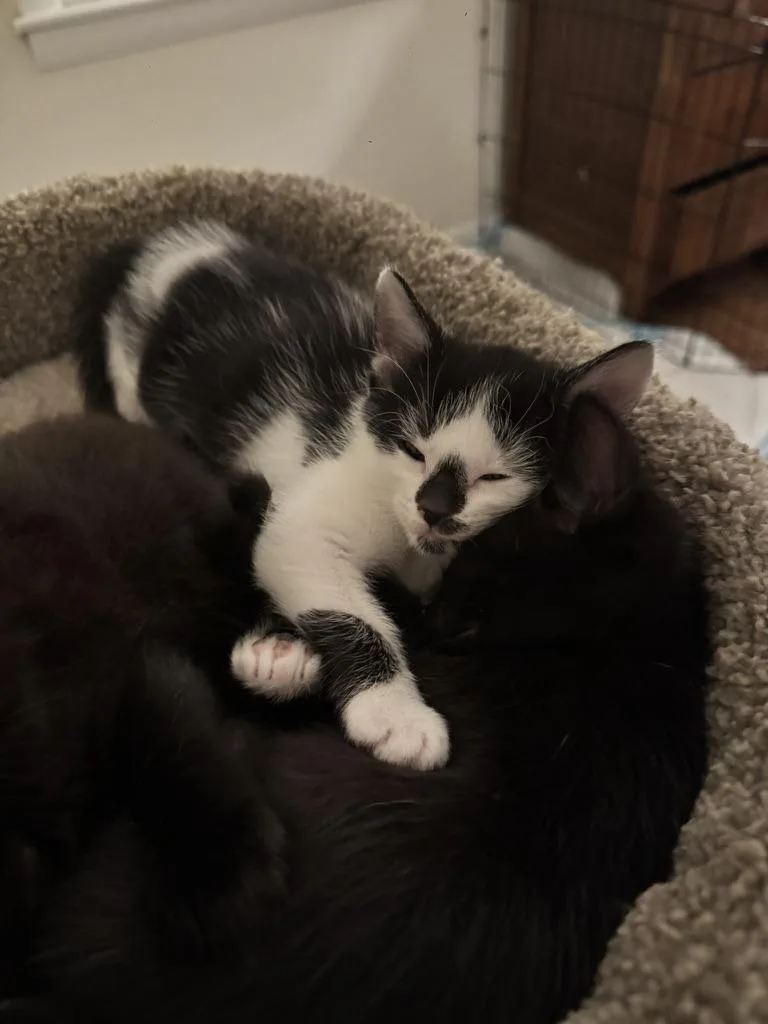 A baby large-sized male Black Domestic Short Hair cat named Titan for adoption in Stockbridge, GA