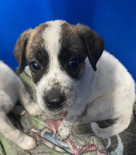 A baby large-sized male Mixed Breed dog named Snoop for adoption in Dallas, TX
