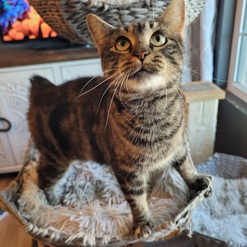 An adult medium-sized female Torbie Domestic Short Hair cat named Meeps for adoption in Indianapolis, IN