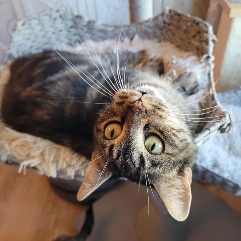 Meeps thumbnail 3