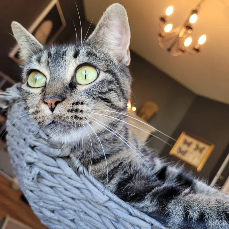 Meeps thumbnail 4