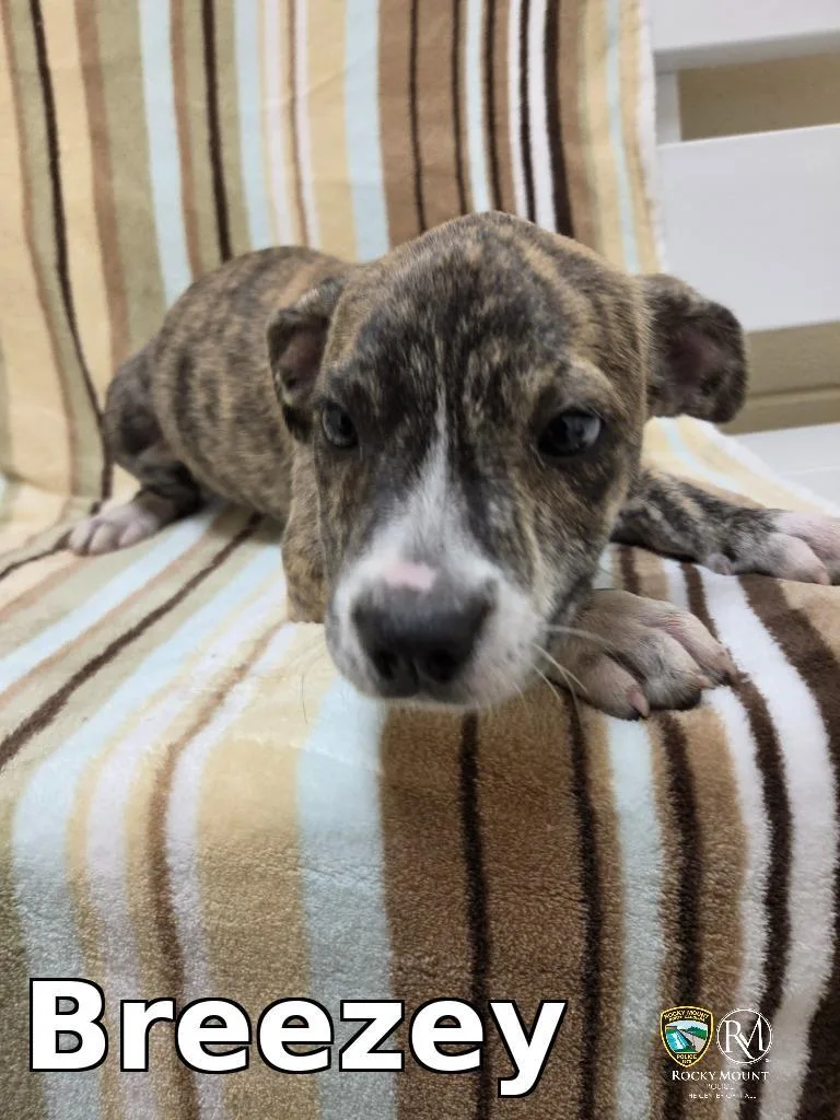 A baby medium-sized female Pit Bull Terrier dog named Breezey for adoption in Rocky Mount, NC