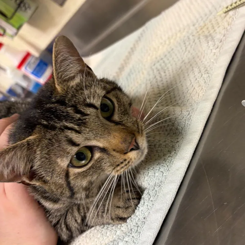 A young medium-sized male Black Domestic Short Hair cat named Arttie for adoption in Asheville, NC