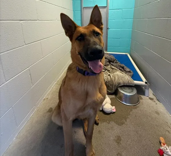 A young large-sized male Shepherd dog named Indigo for adoption in Oceanside, CA