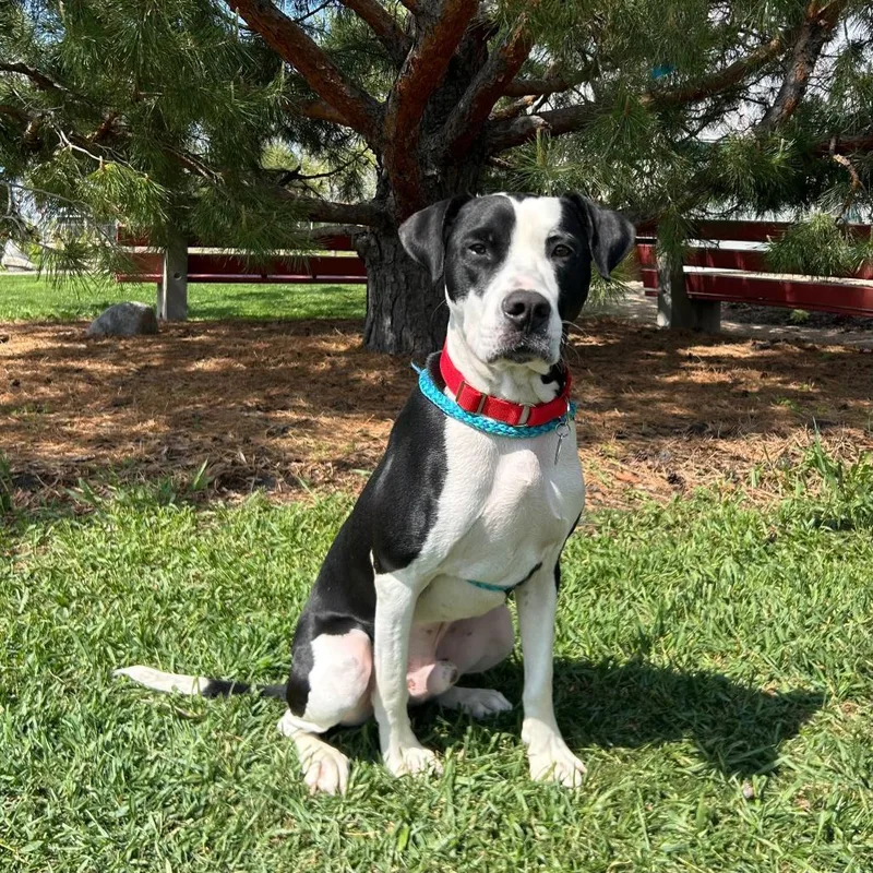 An adult medium-sized male Black Pit Bull Terrier dog named Nash for adoption in Fargo, ND