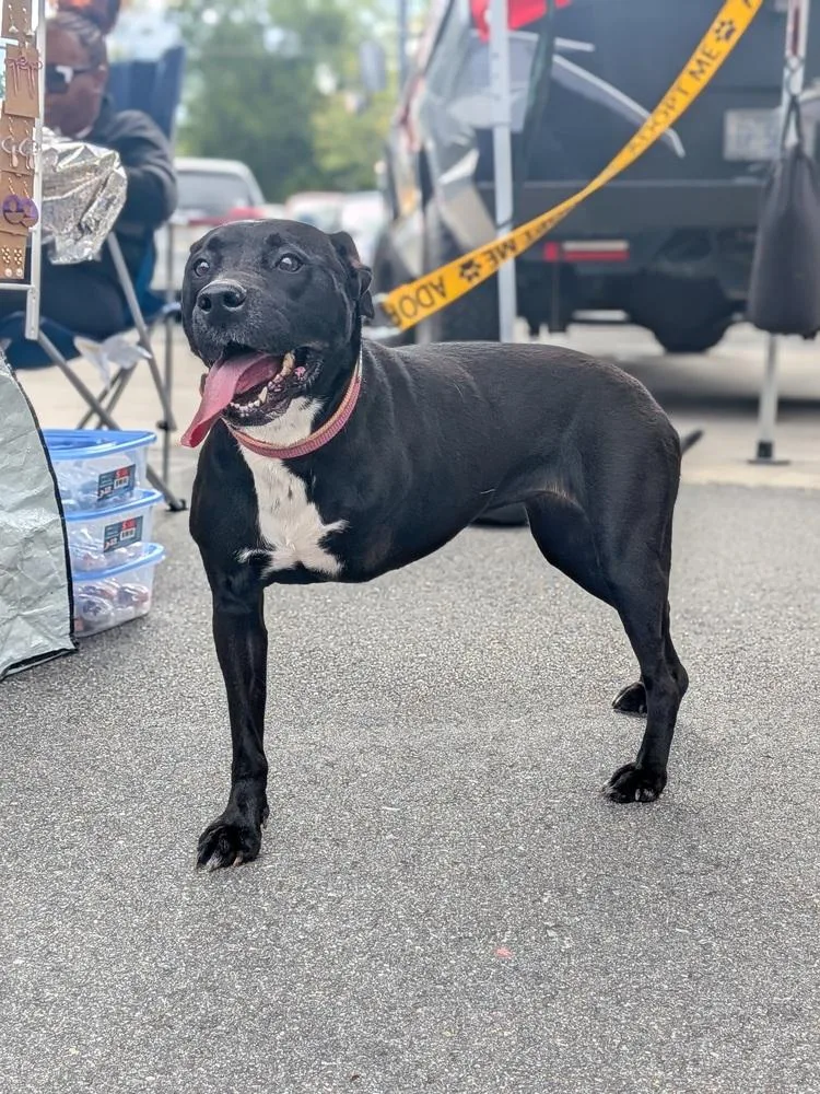 A young medium-sized female Black American Bully dog named Luna Moon for adoption in Statesville, NC