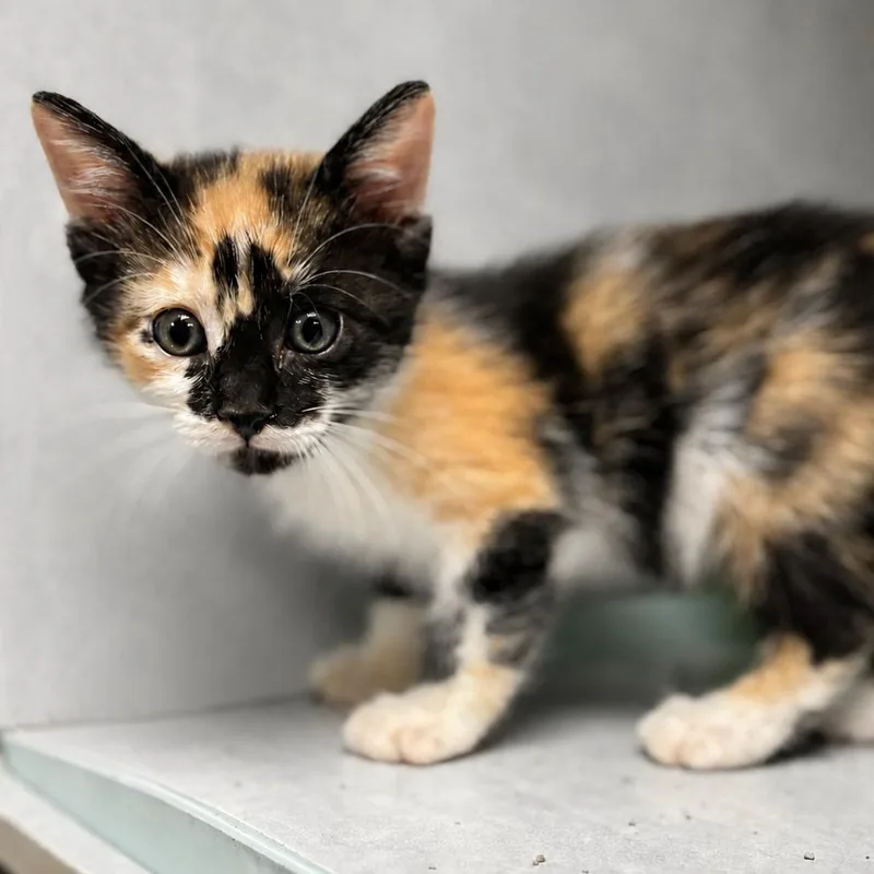 A baby small-sized female Orange / Red Domestic Medium Hair cat named Tag Team for adoption in Austin, TX