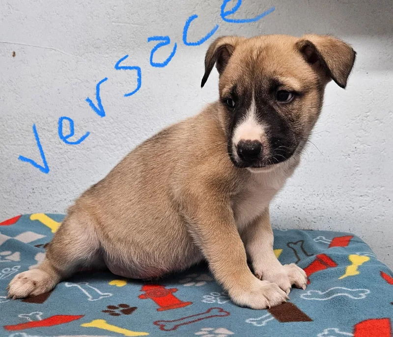 A baby small-sized male German Shepherd Dog named Versace for adoption in Inglewood, CA