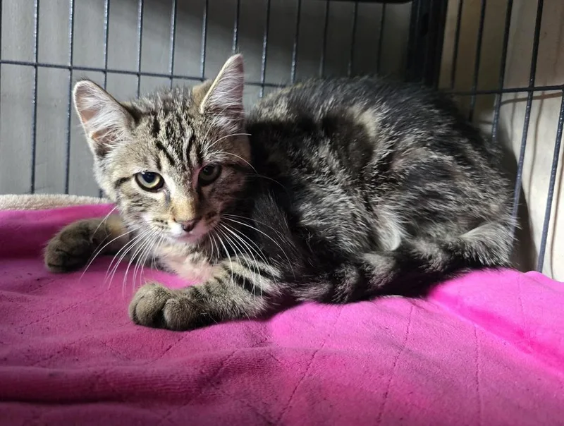 A young small-sized male Domestic Short Hair cat named Tito for adoption in Dickson, TN